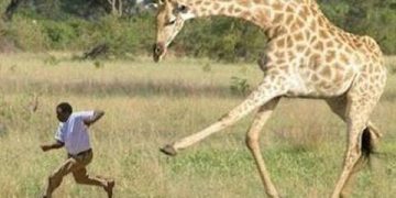 Alldaynews.gr Άγρια φύση: Εξαγριωμένη καμηλοπάρδαλη κυνηγάει τουρίστες