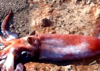 Κρήτη: Σπάνιο καλαμάρι “Τέρας” ξεβράστηκε σε παραλία-Ζει σε μεγάλα βάθη που ξεπερνάνε τα χίλια μέτρα[video]