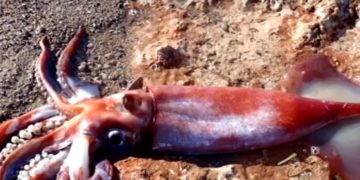 Κρήτη: Σπάνιο καλαμάρι “Τέρας” ξεβράστηκε σε παραλία-Ζει σε μεγάλα βάθη που ξεπερνάνε τα χίλια μέτρα[video]