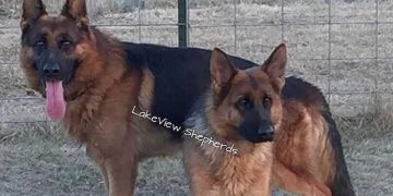 Alldaynews.gr lykoskylo