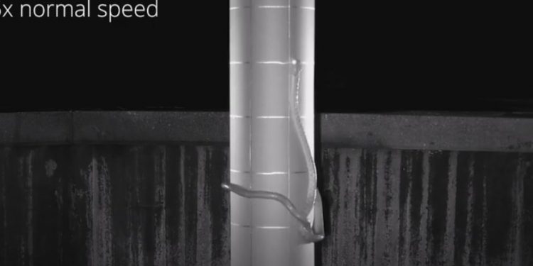 Alldaynews.gr Άγρια Φύση: Επιστήμονες ανακάλυψαν φίδι που τινάζει το σώμα του σαν λάσο και σκαρφαλώνει παντού