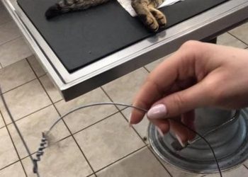 Κτήνη: Τύλιξαν στον λαιμό του γάτου σύρμα για να τον πνίξουν![photo]