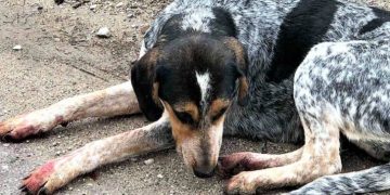 Alldaynews.gr Χτύπησαν πολύ αδέσποτη σκυλίτσα επειδή κάθισε σε μια πυλωτή για να γλυτώσει τη βροχή και το κρύο