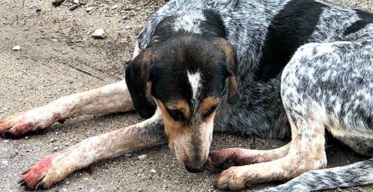 Alldaynews.gr Χτύπησαν πολύ αδέσποτη σκυλίτσα επειδή κάθισε σε μια πυλωτή για να γλυτώσει τη βροχή και το κρύο