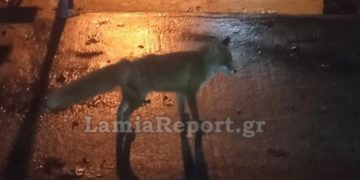 Κτήνος! Δολοφόνησε το αλεπουδάκι που τάιζαν οι συγχωριανοί του[photos]