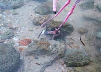 Άγρια Φύση-Ν. Ποτίδαια: Έσωσαν Φλαμίνγκο Από Τα Πλοκάμια Χταποδιού![photos]
