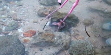 Άγρια Φύση-Ν. Ποτίδαια: Έσωσαν Φλαμίνγκο Από Τα Πλοκάμια Χταποδιού![photos]