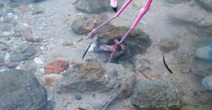 Άγρια Φύση-Ν. Ποτίδαια: Έσωσαν Φλαμίνγκο Από Τα Πλοκάμια Χταποδιού![photos]