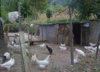 kotetsi κοτέτσι