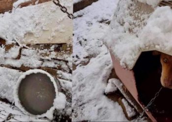 Βίντεο – σοκ: Αλυσοδεμένο κουτάβι στην Κυψέλη εν μέσω ψύχους! (vid)