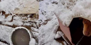 Alldaynews.gr Βίντεο – σοκ: Αλυσοδεμένο κουτάβι στην Κυψέλη εν μέσω ψύχους! (vid)