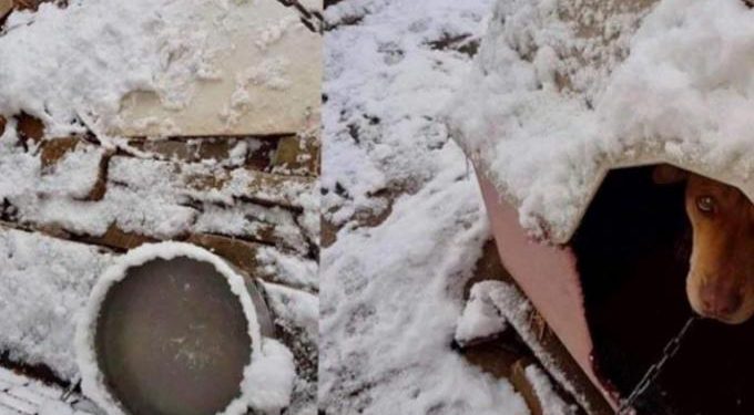 Alldaynews.gr Βίντεο – σοκ: Αλυσοδεμένο κουτάβι στην Κυψέλη εν μέσω ψύχους! (vid)