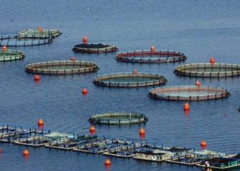 Συναγερμός στην Ύδρα: Εργαζόμενος σε ιχθυοκαλλιέργεια έπεσε στη θάλασσα και αγνοείται