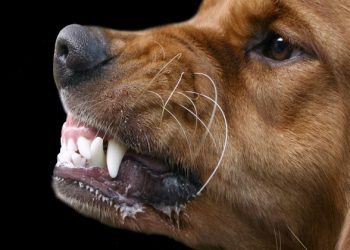 42χρονη μητέρα 4 παιδιών έπαθε σηψαιμία μετά από δάγκωμα σκύλου και θα ακρωτηριαστεί