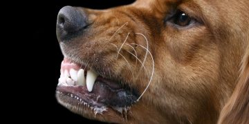 Alldaynews.gr 42χρονη μητέρα 4 παιδιών έπαθε σηψαιμία μετά από δάγκωμα σκύλου και θα ακρωτηριαστεί