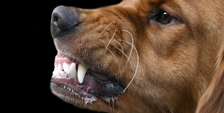 Alldaynews.gr 42χρονη μητέρα 4 παιδιών έπαθε σηψαιμία μετά από δάγκωμα σκύλου και θα ακρωτηριαστεί