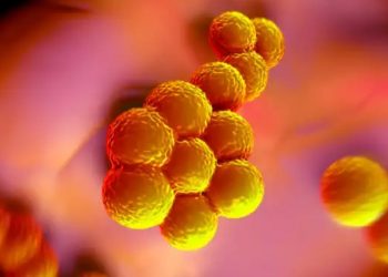 Σταφυλόκοκκος: Τι προκαλεί σε δέρμα, στομάχι, αίμα και αρθρώσεις και πώς θεραπεύεται