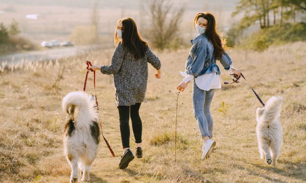 Alldaynews.gr skylia-σκυλιά-λουριά