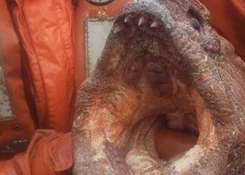 Έβγαλε από το βυθό τερατώδες χέλι-Το δάγκωμα του μπορεί να σκοτώσει