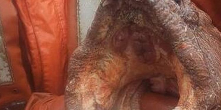 Alldaynews.gr Έβγαλε από το βυθό τερατώδες χέλι-Το δάγκωμα του μπορεί να σκοτώσει