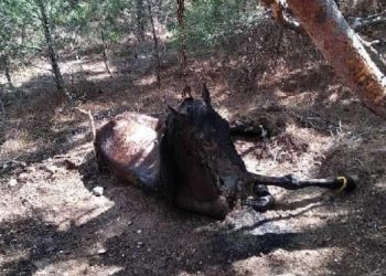 Φρικτό: Έδεσαν άλογο με αλυσίδες και το άφησαν να πεθάνει από ασιτία