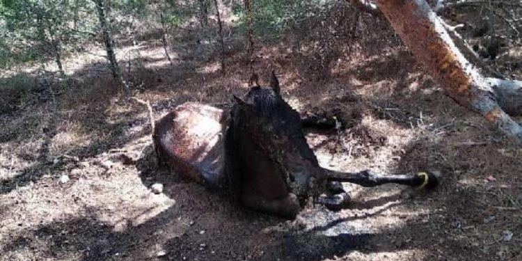 Alldaynews.gr Φρικτό: Έδεσαν άλογο με αλυσίδες και το άφησαν να πεθάνει από ασιτία