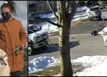 Alldaynews.gr Σκύλος σταμάτησε αυτοκίνητα για να βοηθήσουν το αφεντικό τoυ που είχε λιποθυμήσει (vid)