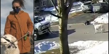 Alldaynews.gr Σκύλος σταμάτησε αυτοκίνητα για να βοηθήσουν το αφεντικό τoυ που είχε λιποθυμήσει (vid)