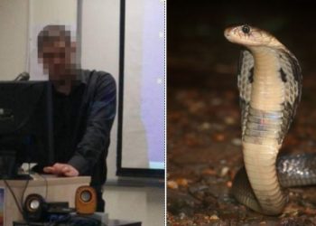 Δάγκωμα Κόμπρας: Κρίσιμες ώρες για τον 30χρονο ψυχολόγο, λάτρη των φιδιών