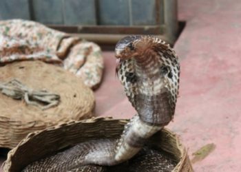 Απίστευτο περιστατικό στο κέντρο της Αθήνας: 25χρονος χαροπαλεύει μετά από δάγκωμα κόμπρας