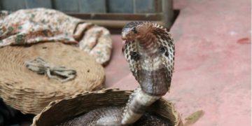 Alldaynews.gr Απίστευτο περιστατικό στο κέντρο της Αθήνας: 25χρονος χαροπαλεύει μετά από δάγκωμα κόμπρας