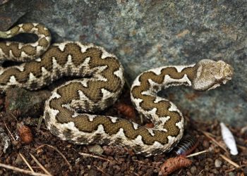 Alldaynews.gr «Το δάγκωμα της οχιάς» : Έλληνας καθηγητής Βιολογίας καταρρίπτει μύθους για τα φίδια και τις «μαύρες χήρες»