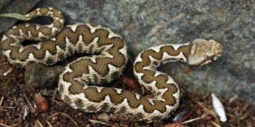 Alldaynews.gr «Το δάγκωμα της οχιάς» : Έλληνας καθηγητής Βιολογίας καταρρίπτει μύθους για τα φίδια και τις «μαύρες χήρες»