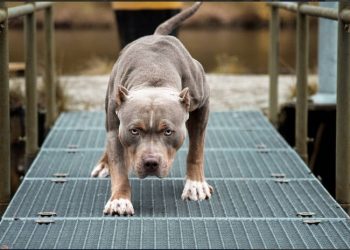 Επίθεση Pit Bull μετά απο υιοθεσία: 35χρονη Ιωάννα-«Μου έκοψε τη μύτη και το στόμα με τα δόντια του»