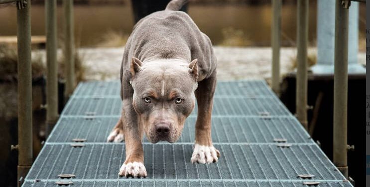 Alldaynews.gr Επίθεση Pit Bull μετά απο υιοθεσία: 35χρονη Ιωάννα-«Μου έκοψε τη μύτη και το στόμα με τα δόντια του»