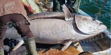 Έπιασαν ψάρι που δεν χωρούσε μέσα στο καϊκι τους[Δείτε Φωτογραφίες]