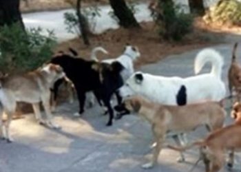 Τραγωδία: Αδέσποτα σκυλιά κατασπάραξαν 4χρονο κοριτσάκι