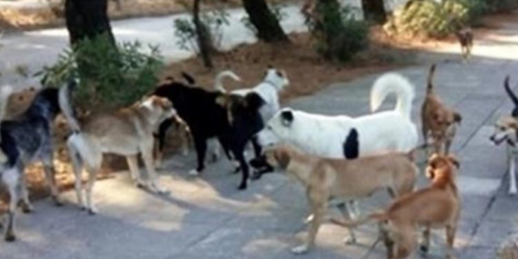 Alldaynews.gr Τραγωδία: Αδέσποτα σκυλιά κατασπάραξαν 4χρονο κοριτσάκι