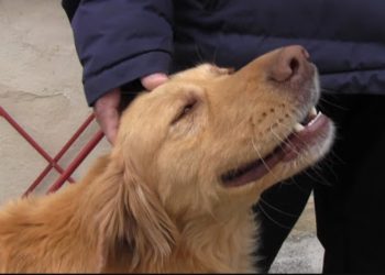 Τρίκαλα: Σκύλος διαισθάνθηκε το σεισμό στην Ελασσόνα και έσωσε οικογένεια![video]