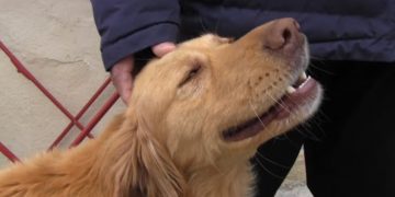 Τρίκαλα: Σκύλος διαισθάνθηκε το σεισμό στην Ελασσόνα και έσωσε οικογένεια![video]