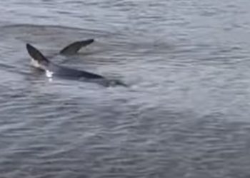 Τρόμος στο Ναύπλιο: Καρχαρίας εμφανίστηκε στα ρηχά[video]