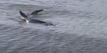 Τρόμος στο Ναύπλιο: Καρχαρίας εμφανίστηκε στα ρηχά[video]