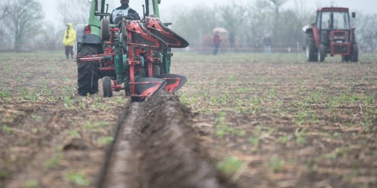 Alldaynews.gr Μικρό αρχικό κεφάλαιο, χωρίς πάγια έξοδα: Η καλλιέργεια που αποφέρει εισόδημα 900€ το κιλό είναι η πιο έξυπνη επένδυση
