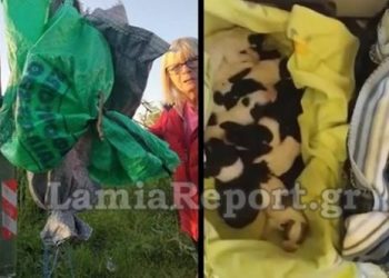 Πέταξαν 13 νεογέννητα κουταβάκια στα σκουπίδια – Έκκληση από τον Φιλοζωικό Σύλλογο (video)
