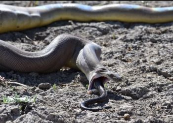 Πύθωνας κατάπιε γυναίκα-Την βρήκαν μέσα στη κοιλιά του!