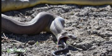 Alldaynews.gr Πύθωνας κατάπιε γυναίκα-Την βρήκαν μέσα στη κοιλιά του!