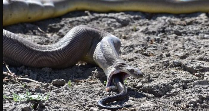 Alldaynews.gr Πύθωνας κατάπιε γυναίκα-Την βρήκαν μέσα στη κοιλιά του!