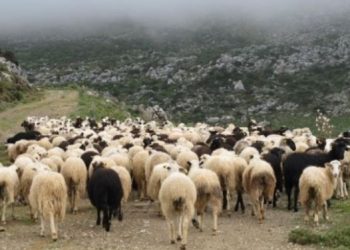 Θλίψη στην Κρήτη: Νεκρός 52χρονος κτηνοτρόφος-Τον βρήκε ο αδελφός του