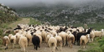 Θλίψη στην Κρήτη: Νεκρός 52χρονος κτηνοτρόφος-Τον βρήκε ο αδελφός του