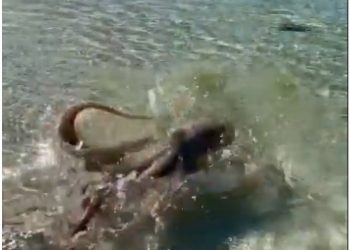 Έπεσε στη θάλασσα και του επιτέθηκε ένα μεγάλο χταπόδι![video]